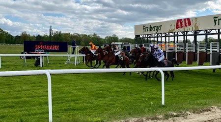 Rennpferde beim Start