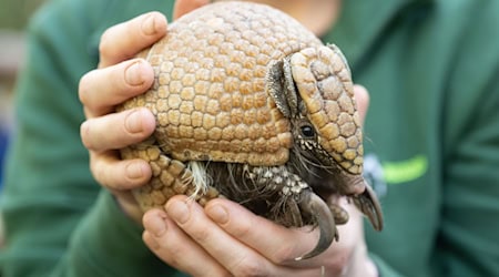 La cría de armadillo "Brosche" nació a principios de octubre / Foto: Sebastian Kahnert/dpa