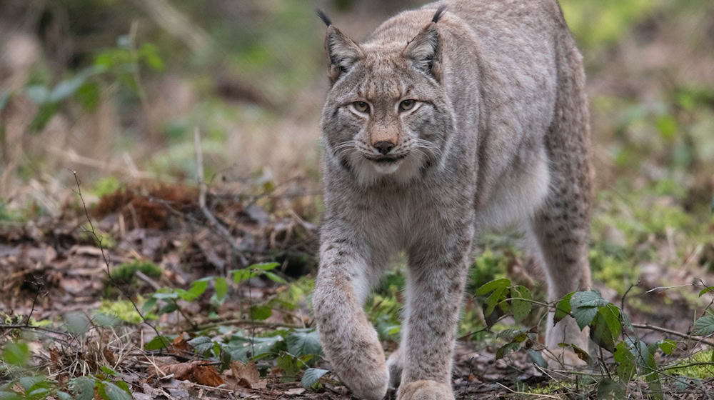 Rysowa dama je ze hłowyłamanjom wusyłanja wuhotowana. (Symbolbild) / Foto: Boris Roessler/dpa