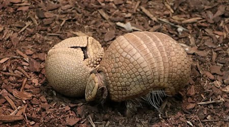 Zwei Kugelgürteltiere