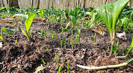 The police have caught six suspected wild garlic thieves. (Archive photo) / Photo: Tobias Junghannß/dpa-Zentralbild/dpa