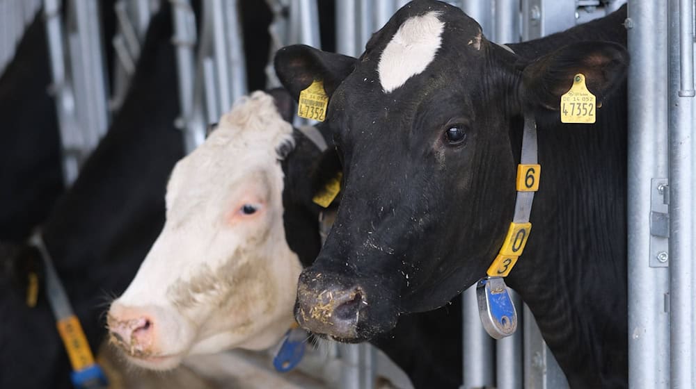 The cattle population in Saxony continued to fall last year. (Archive image) / Photo: Sebastian Willnow/dpa