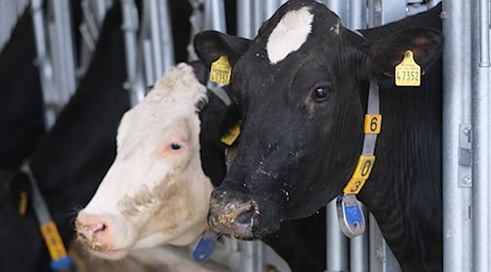 The cattle population in Saxony continued to fall last year. (Archive image) / Photo: Sebastian Willnow/dpa