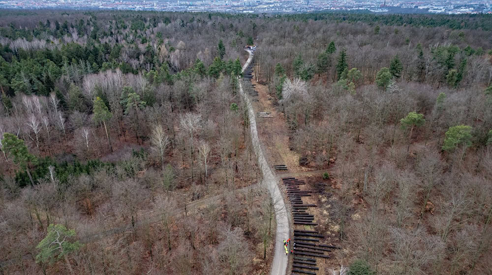 The soil in Saxony's forests is currently well soaked. (Archive image) / Photo: Robert Michael/dpa