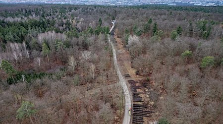 El suelo de los bosques de Sajonia está actualmente bien hidratado. (Imagen de archivo) / Foto: Robert Michael/dpa