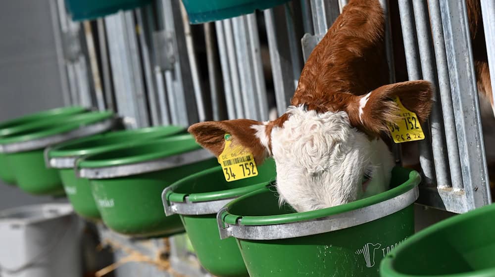 Unbekannte haben mehrere Kälber in Nordsachsen gestohlen. (Symbolbild) / Foto: Uwe Zucchi/dpa