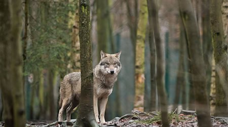 Desde 2019 ya se han colocado collares transmisores a 17 lobos en Sajonia. (Imagen simbólica) / Foto: Klaus-Dietmar Gabbert/dpa-Zentralbild/dpa-tmn