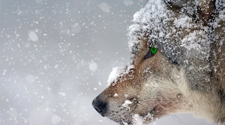 Symbolbild Wolf / pixabay Schäferle