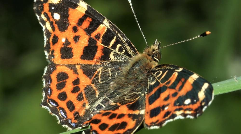 Das Landkärtchen ist eines der Arten, das seit 2005 seltener geworden ist. (Archiv) / Foto: Wiemers/Senckenberg/dpa