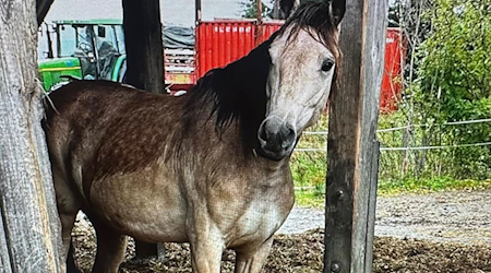 Dieses fünfjährige Westernpferd sucht ein neues Zuhause. Foto: Facebook