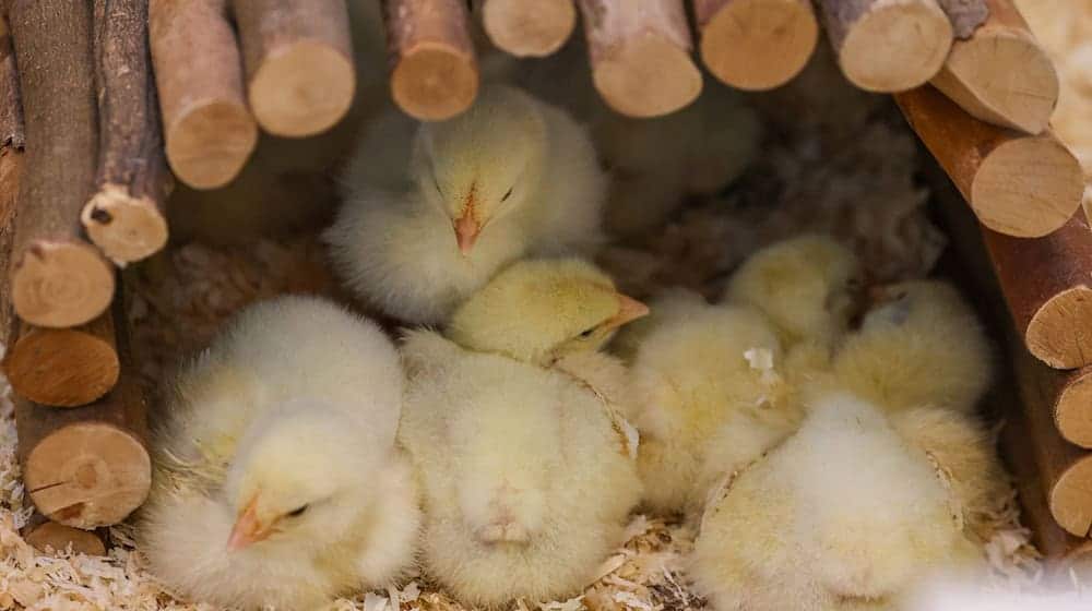 Einige der insgesamt 145 auf einem Feld ausgesetzten Küken erholen sich in einem provisorischen Gehege im Tierheim Leipzig. / Foto: Jan Woitas/dpa