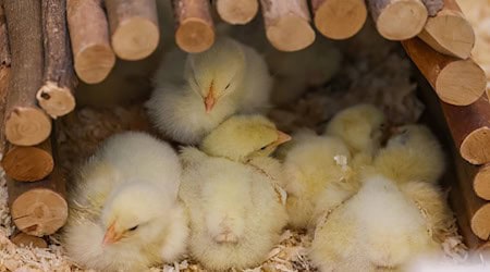 Some of the 145 chicks abandoned in a field are recovering in a temporary enclosure at the Leipzig animal shelter / Photo: Jan Woitas/dpa