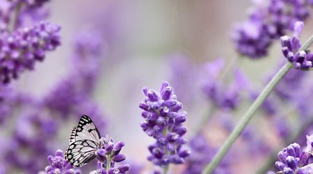 Symbolbild Lavendel / pixabay Sternchenkiste