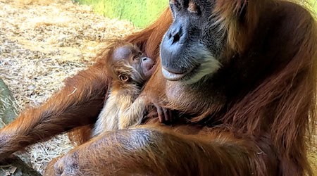 Orangutan lady Daisy holds her as yet unnamed offspring in her arms / Photo: Kerstin Eckart/Zoo Dresden/dpa