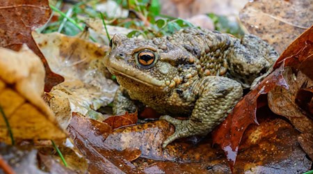 Amphibien wandern auch in diesem Frühjahr quer durch das Chemnitzer Stadtgebiet zu ihren Laichplätzen. (Symbolbild) / Foto: Patrick Pleul/dpa