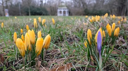 Der Frühling setzt sich in Sachsen langsam durch, auch wenn die Nächte noch kalt bleiben. / Foto: Sebastian Willnow/dpa