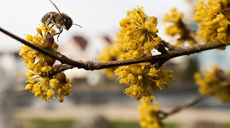 Blüten wie die der Kornelkirsche bieten Bienen im zeitigen Frühling Nahrung. (Archivbild) / Foto: Thomas Warnack/dpa