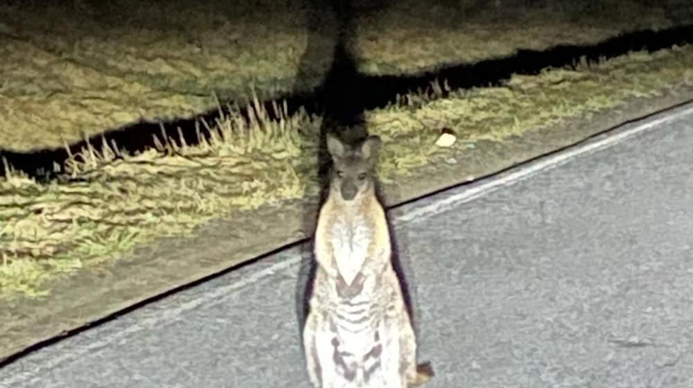 Känguru-Entdeckung in Sachsen. Die Polizei sucht nach dem Beuteltier.  / Foto: -/Polizei/dpa