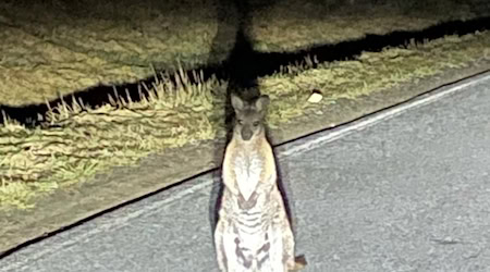 Känguru-Entdeckung in Sachsen. Die Polizei sucht nach dem Beuteltier.  / Foto: -/Polizei/dpa