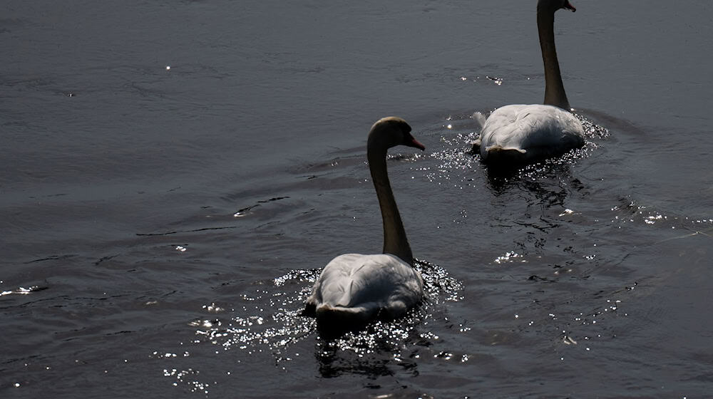 Mehrere neue Fälle der gefährlichen Tierseuche wurden im Freistaat bestätigt. (Symbolbild) / Foto: Hendrik Schmidt/dpa