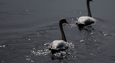 Several new cases of the dangerous animal disease have been confirmed in Bavaria. (Symbolic image) / Photo: Hendrik Schmidt/dpa