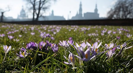 Es wird sonnig in Sachsen. (Symbolbild) / Foto: Sebastian Kahnert/dpa