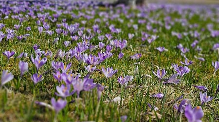 Steigende Temperaturen locken im Erzgebirge Millionen Krokusse aus dem Boden und verwandeln Drebach in ein lilafarbenes Blütenmeer.  / Foto: Mike Müller/dpa