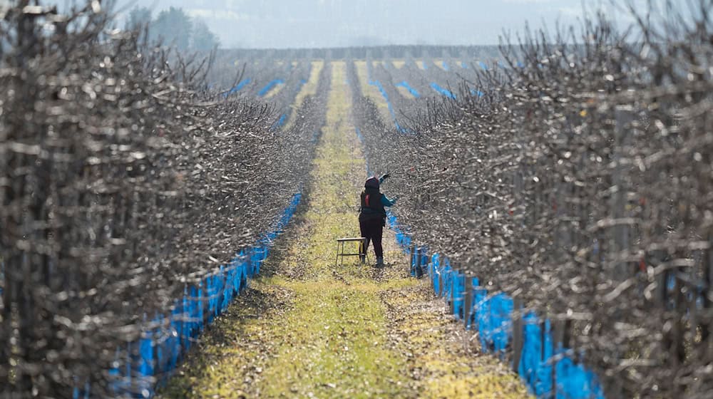 Die frostigen Nächte sind für die Obstbauern derzeit kein Problem (Archivbild). / Foto: Sebastian Kahnert/dpa