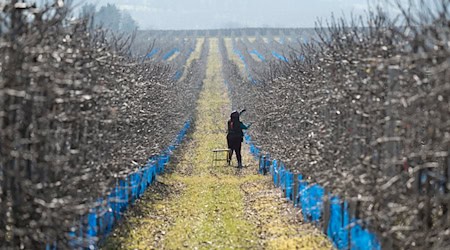 The frosty nights are currently no problem for fruit growers (archive photo). / Photo: Sebastian Kahnert/dpa