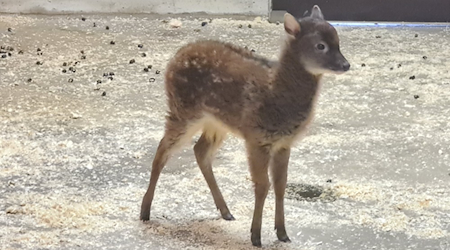 Neugierig und munter: Der kleine Prinz-Alfred-Hirsch Hugo / Bild: Tierpark Chemnitz