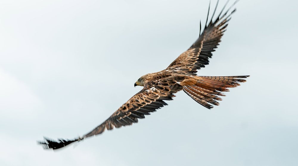 The red kite was not usually considered a permanent guest in Saxony. (Archive photo) / Photo: Axel Heimken/dpa