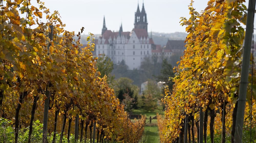 Die sächsische Weinregion stellt sich bei der Fachmesse ProWein vor. (Symbolbild) / Foto: Sebastian Kahnert/dpa