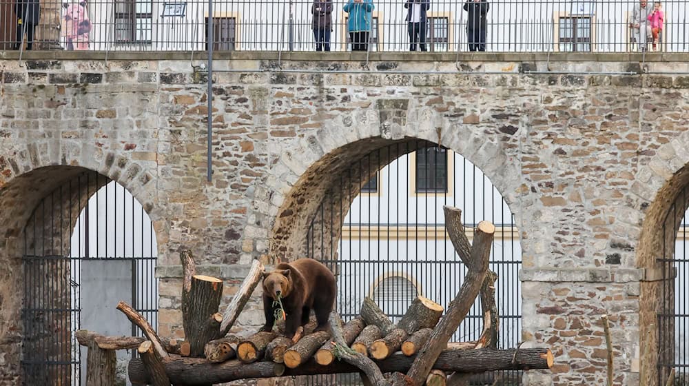 El castillo de Hartenfels ofrece nuevas visitas guiadas con osos (foto de archivo). / Foto: Jan Woitas/dpa-Zentralbild/dpa