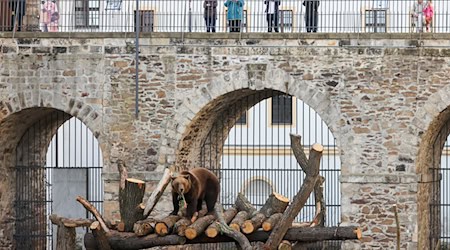 Hród Hartenfels poskićuje nowe wodźenja mjedwjedźow (archiwny wobraz). / Foto: Jan Woitas/dpa-centralny wobraz/dpa