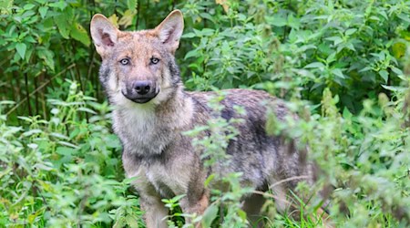 The German Wildlife Protection Association rejects the shooting of wolves (archive photo). / Photo: Julian Stratenschulte/dpa