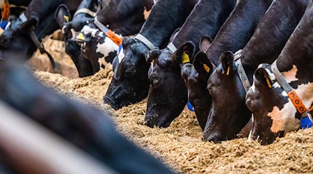 Weniger Milchbauern in Sachsen - Kühe geben mehr Milch / Foto: Kristin Schmidt/dpa