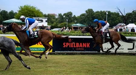 Werbung der Spielbank Leipzig auf Banden entlang der Galopprennbahn Scheibenholz während eines Pferderennens.