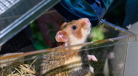 42 hamsters were released into the wild. (Archive image) / Photo: Hendrik Schmidt/dpa