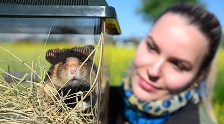 In Nordsachsen hat das zweite Auswilderungsjahr für den Feldhamster begonnen. / Foto: Hendrik Schmidt/dpa