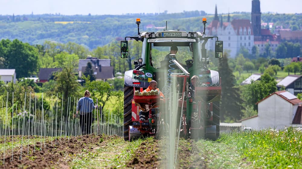 Saxony's winegrowers rely on organic and high-tech in the face of climate change / Photo: Hendrik Schmidt/dpa