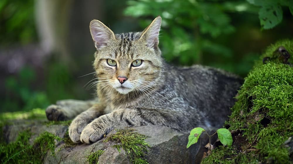 The wild cats at Chemnitz Zoo have offspring / Photo: Martin Schutt/dpa