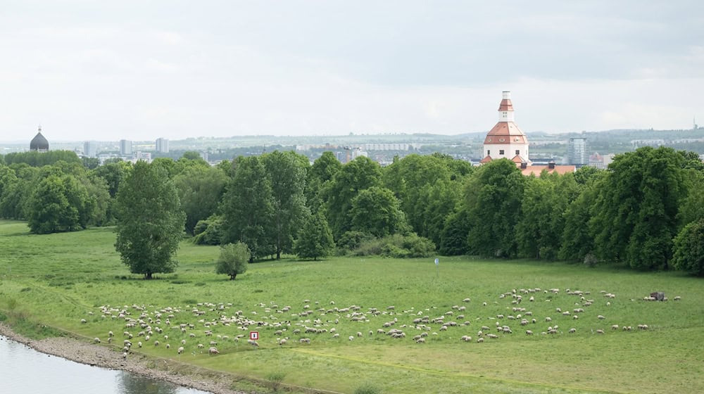 Dresden also uses sheep to maintain the Elbe meadows / Photo: Sebastian Kahnert/dpa
