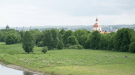 Дрезден також використовує овець для догляду за луками Ельби / Фото: Sebastian Kahnert/dpa