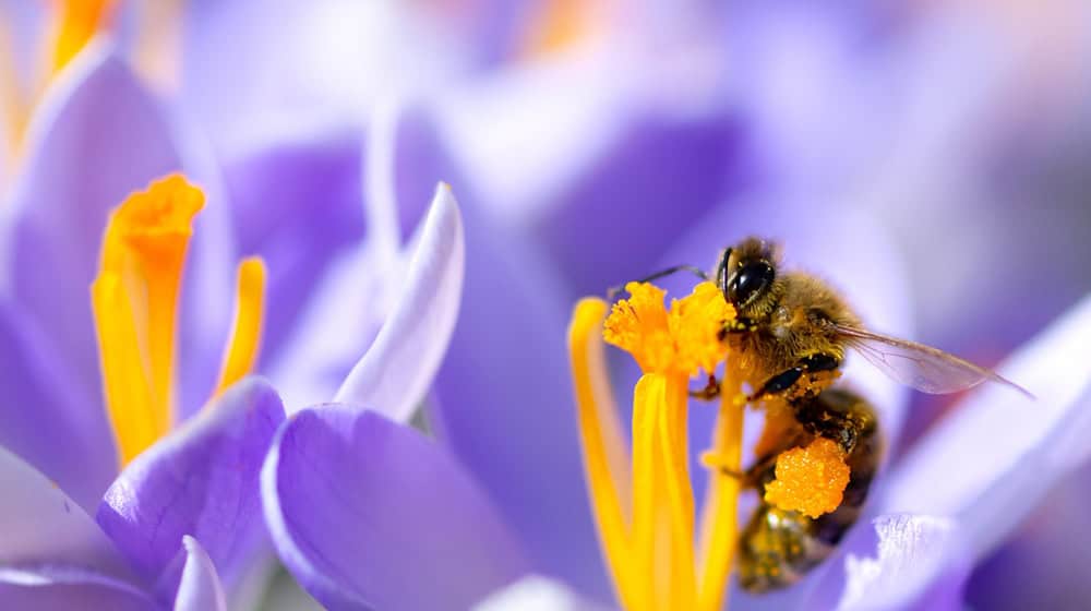 Auch Bienen sind bedroht. (Archivbild) / Foto: Sven Hoppe/dpa