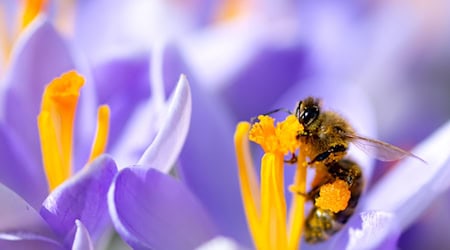 Bees are also under threat. (Archive image) / Photo: Sven Hoppe/dpa