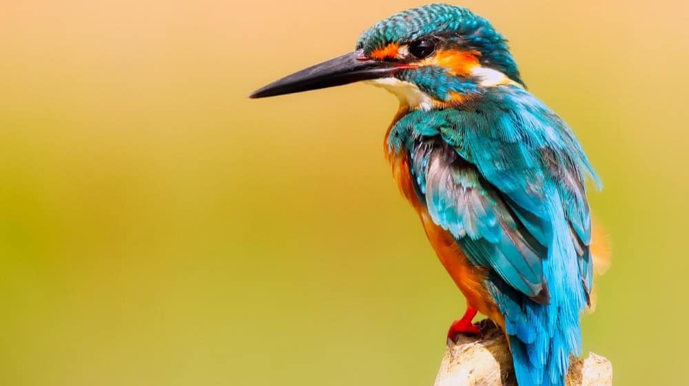Record success for kingfisher pairs on the Floßgraben 2024 / Symbolic image: © pixabay.com (