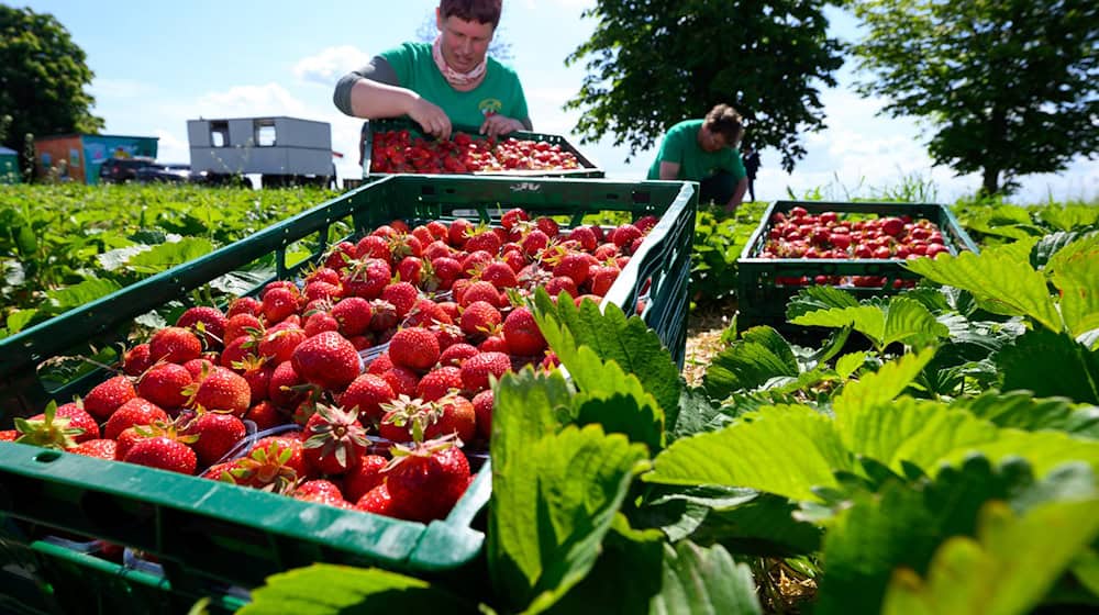 Auf Sachsens Feldern sind die Erdbeeren reif für die Ernte. / Foto: Hendrik Schmidt/dpa