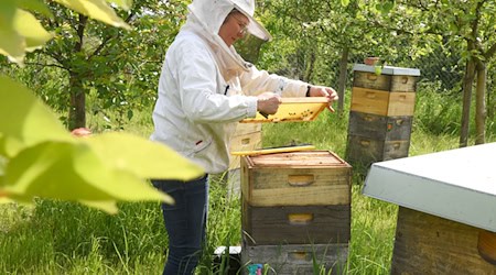 Wšě ruki połnej dźěła: Saksojo dyrbja swojim pčołkam tuchwilu wjele časa wěnować. / Foto: Waltraud Grubitzsch/dpa