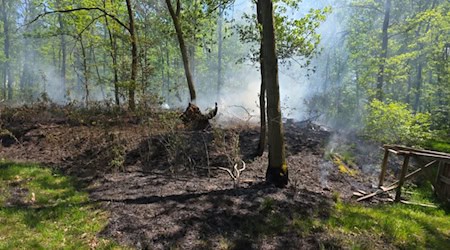 Der Waldbrand im Spitzgrund Coswig konnte schnell unter Kontrolle gebracht werden. Foto: Feuerwehr Coswig