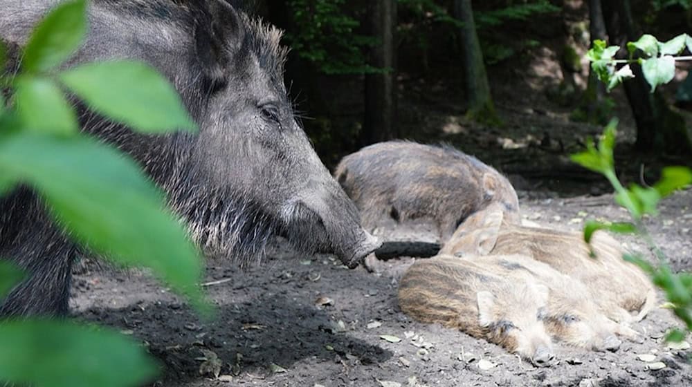 There are currently 30 lively newborns to marvel at in the wild boar enclosure at Leipzig Wildlife Park / Symbolic image: © pixabay.com